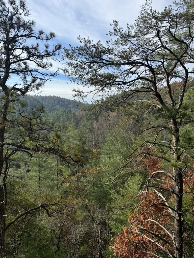 Forested valley seen through tall, gnarled pine branches, with a distant tree-covered ridge under a partly cloudy blue sky and patches of orange autumn foliage.