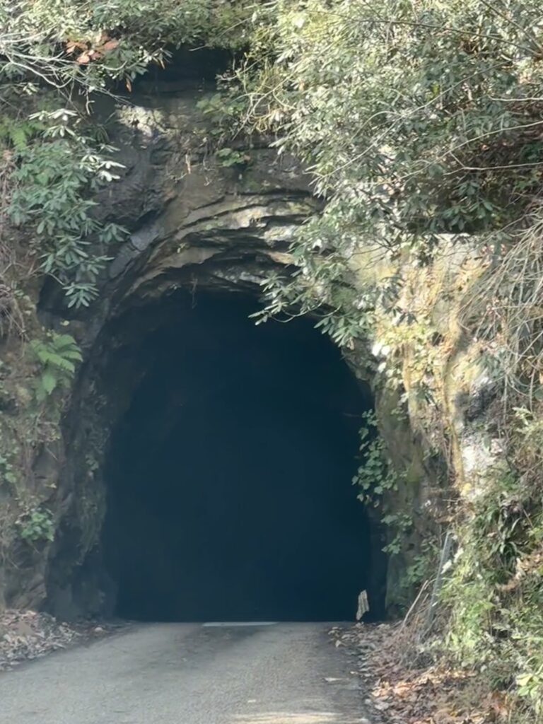 A narrow paved road disappears into a dark arched tunnel cut through layered rock, surrounded by green shrubs, ferns, and moss with a small white post at the right entrance.
