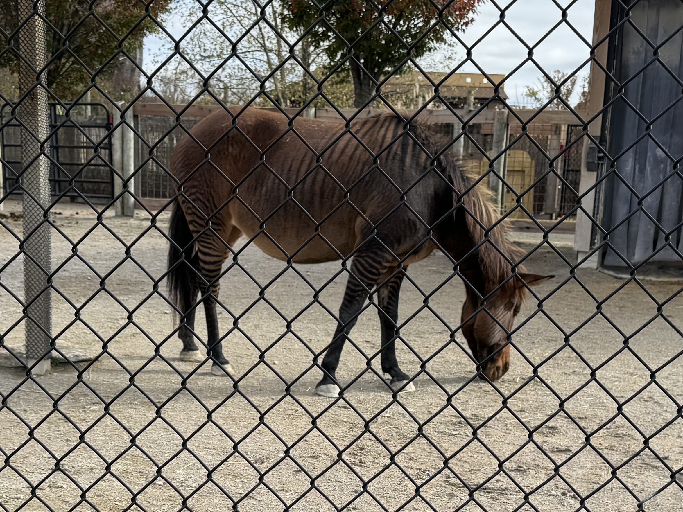 Brown okapi grazing in a sandy zoo enclosure behind a chain-link fence, with a zebra feeding in the background near a dark shelter.