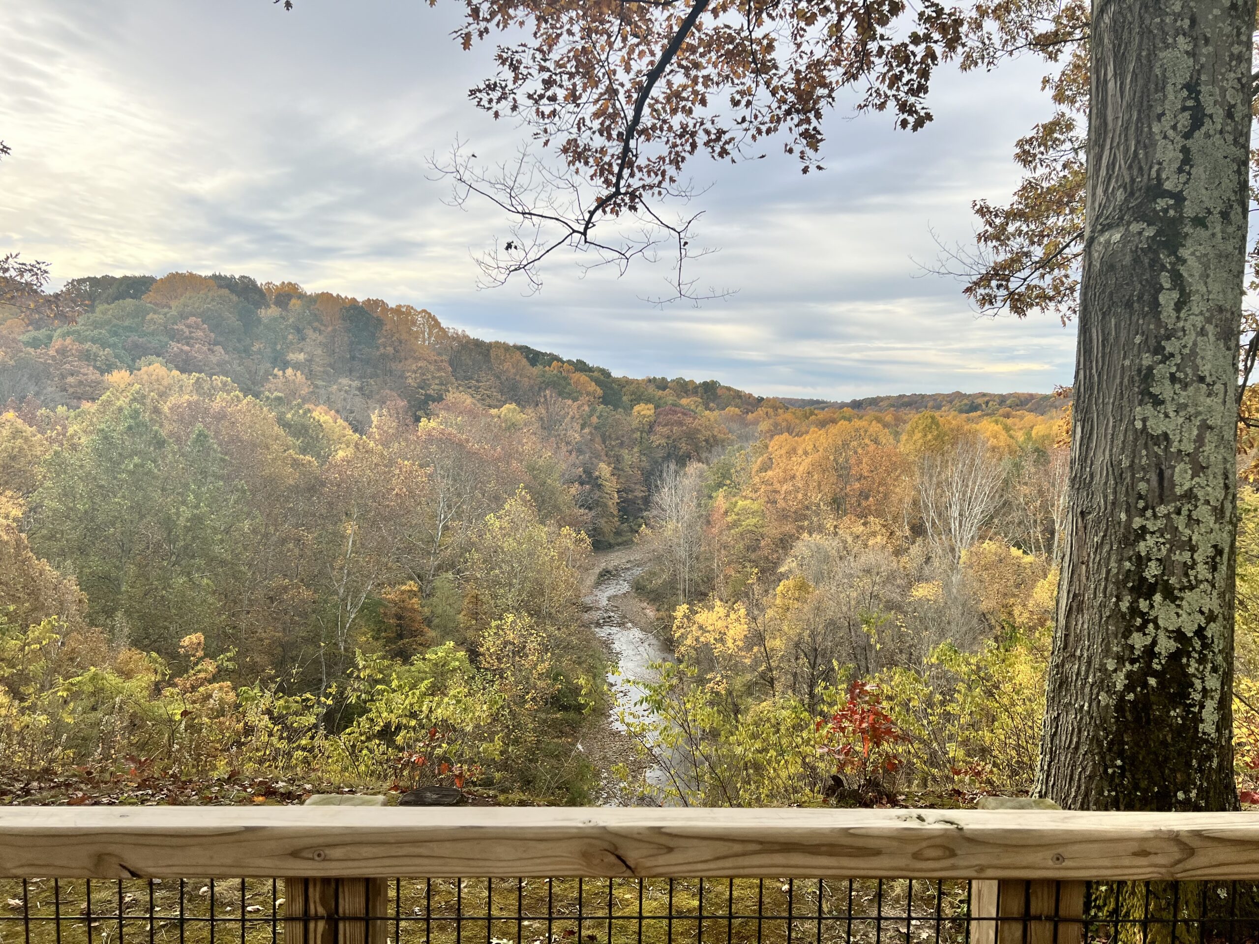 color fall leaves with river flowing