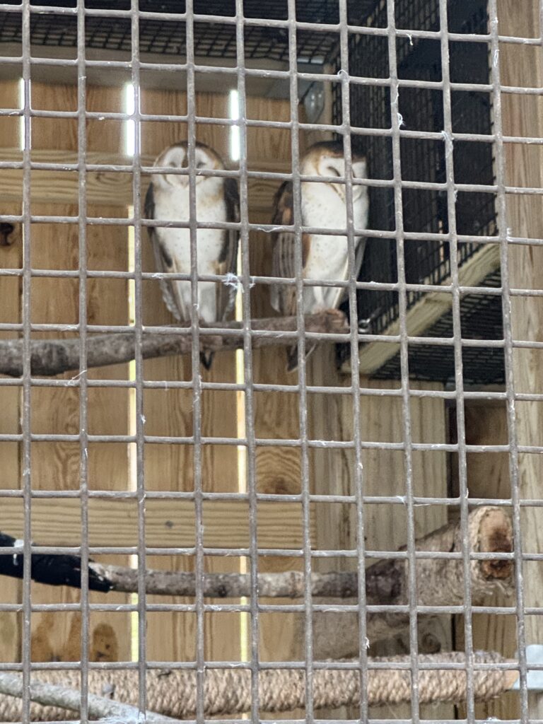 Two barn owls with heart-shaped white faces perched side by side on a branch inside a wooden enclosure behind a metal wire grid