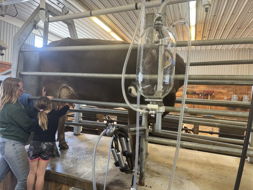 A large brown cow stands in a metal milking stall inside a barn as a woman and a young girl reach through the rails to touch its udder, with a milking machine and clear pulsation chamber and tubing mounted in front of the cow.